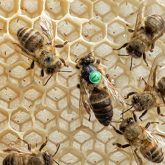 Honiggelb - Die Biene in Natur und Kulturgeschichte Teaserbild Startseite